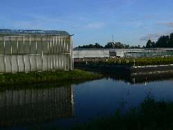 Wasser, Blumen, Windmühle, Gewächshäuser: Holland