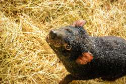 Tasmanian Devil