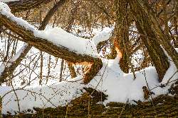 Beaver's Work